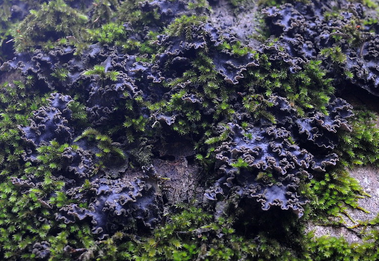 Licheni di Vallombrosa